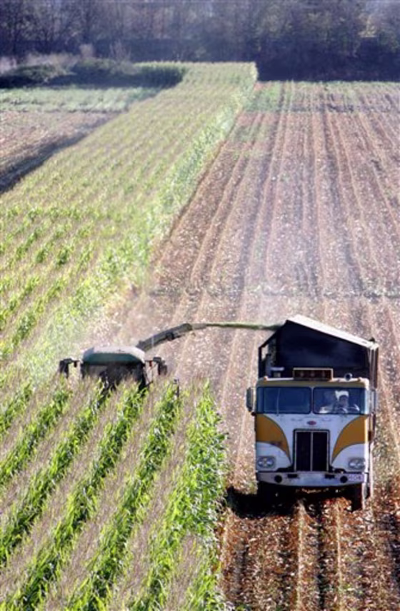 FILE - In this Oct. 31, 2005, file photo, a harvester works through a field of genetically modified corn near Santa Rosa, Calif. So-called Bt corn, genetically engineered to make its own insecticide, may be losing its distinctive ability to kill pests _ a possible result of careless farming practices that could give rise to resistant bugs and threaten the future of one of the nation's most widely planted crops. (AP Photo/Rich Pedroncelli, File)